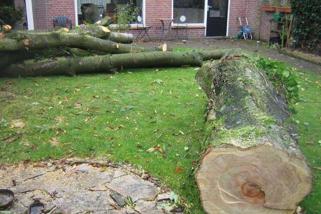 bomen rooien 